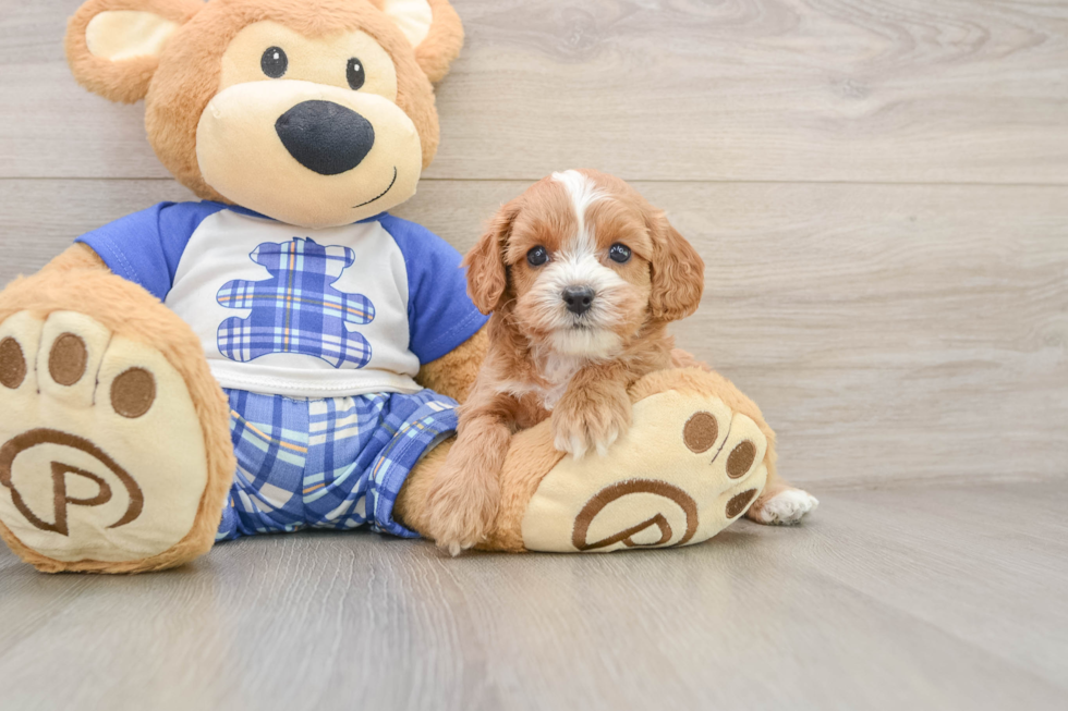 Cavapoo Puppy for Adoption