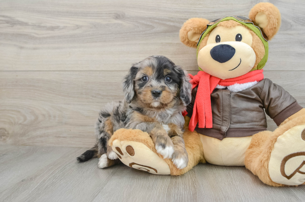 5 week old Cavapoo Puppy For Sale - Pilesgrove Pups