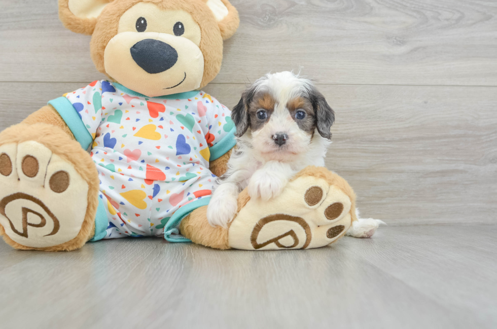 6 week old Cavapoo Puppy For Sale - Pilesgrove Pups