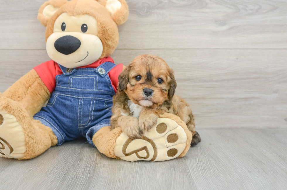 6 week old Cavapoo Puppy For Sale - Pilesgrove Pups