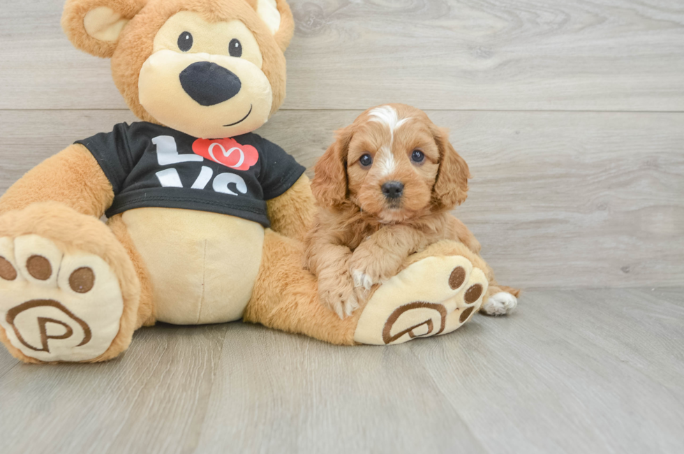 7 week old Cavapoo Puppy For Sale - Pilesgrove Pups