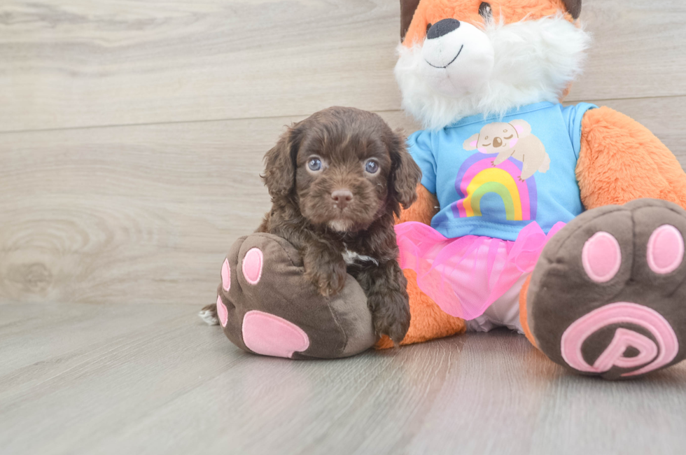 5 week old Cavapoo Puppy For Sale - Pilesgrove Pups