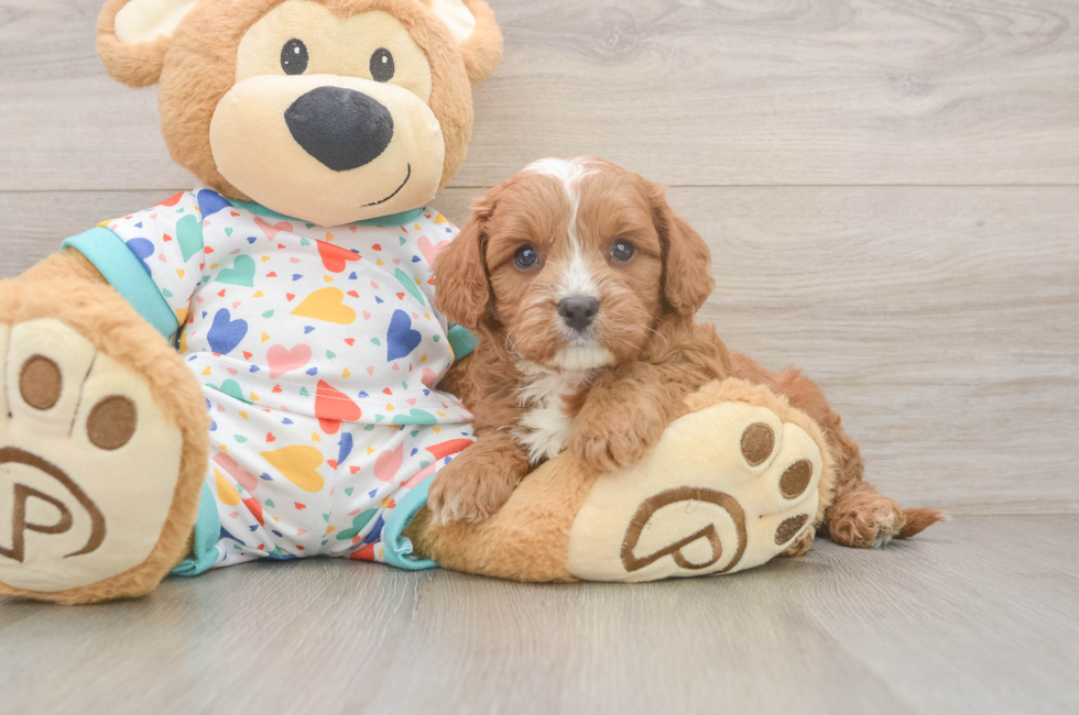 6 week old Cavapoo Puppy For Sale - Pilesgrove Pups