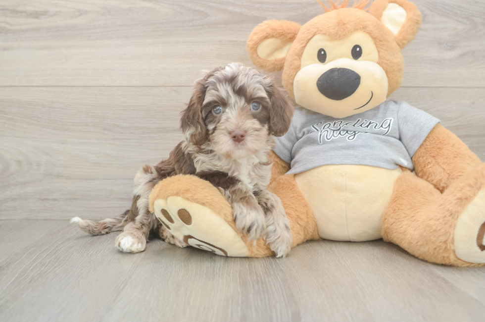 5 week old Cavapoo Puppy For Sale - Pilesgrove Pups