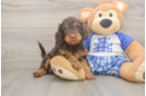 Funny Cavapoo Poodle Mix Pup