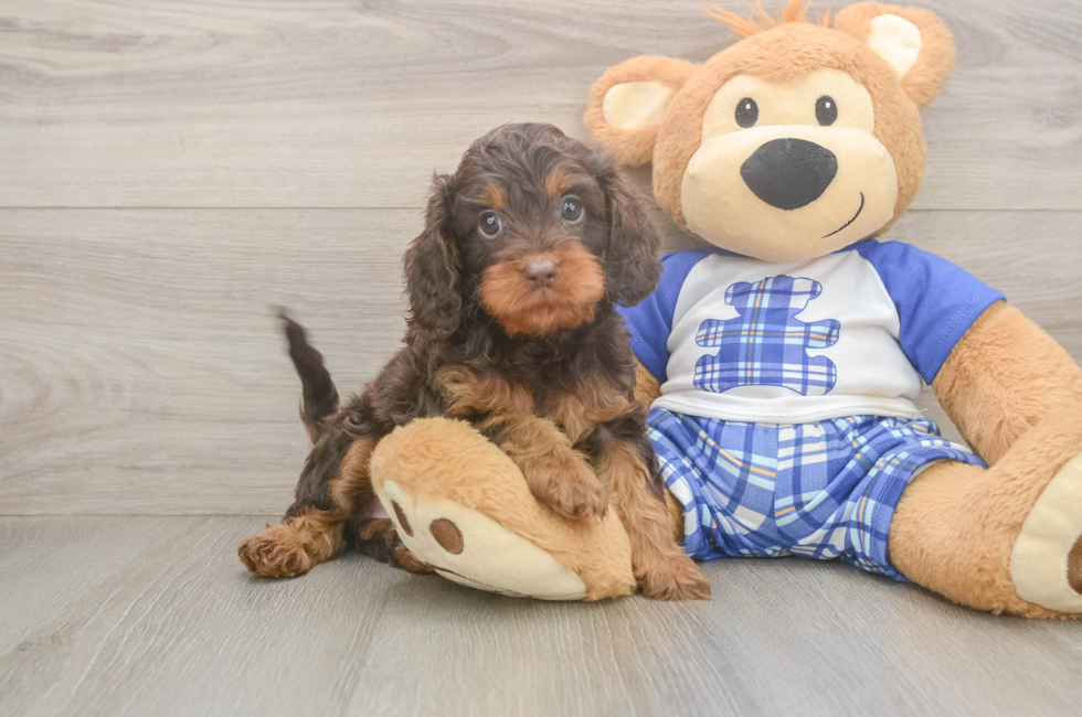 5 week old Cavapoo Puppy For Sale - Pilesgrove Pups