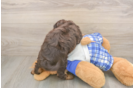 Best Cavapoo Baby