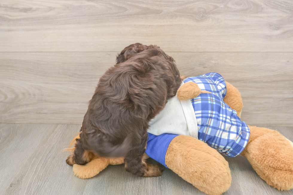 Best Cavapoo Baby