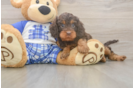 Funny Cavapoo Poodle Mix Pup