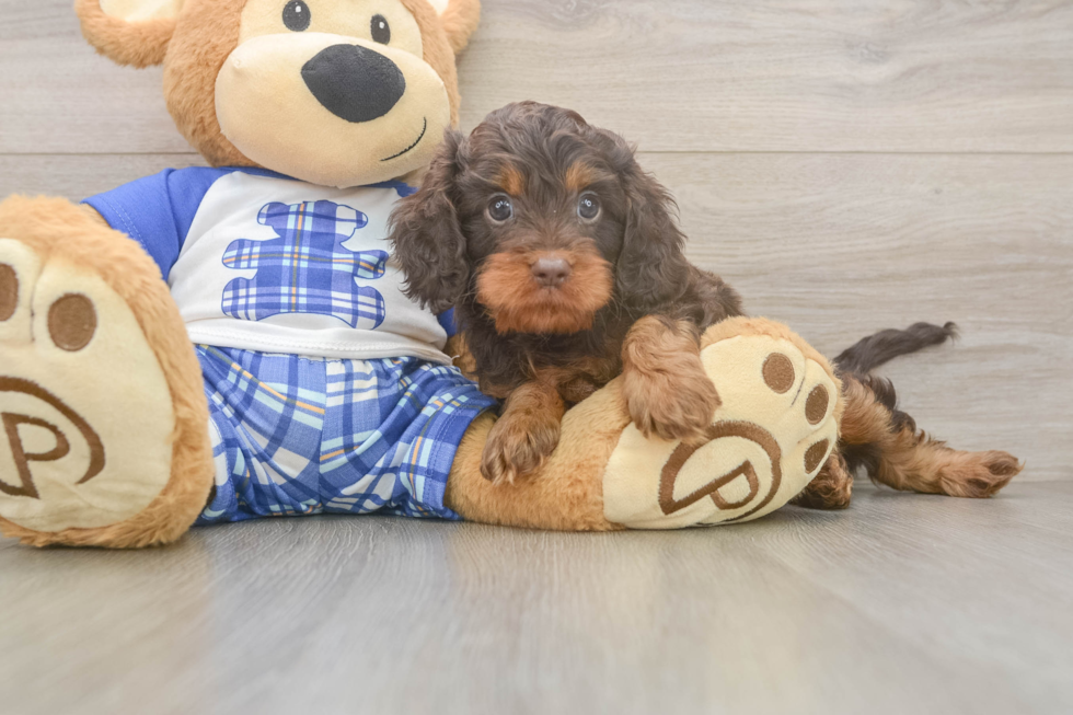 Funny Cavapoo Poodle Mix Pup