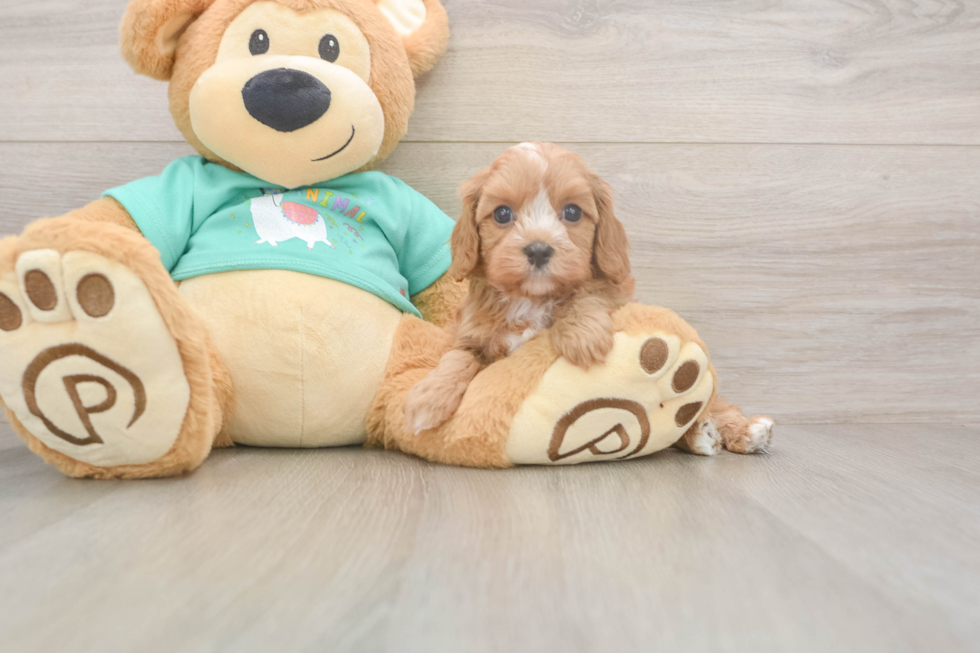 Cute Cavapoo Baby