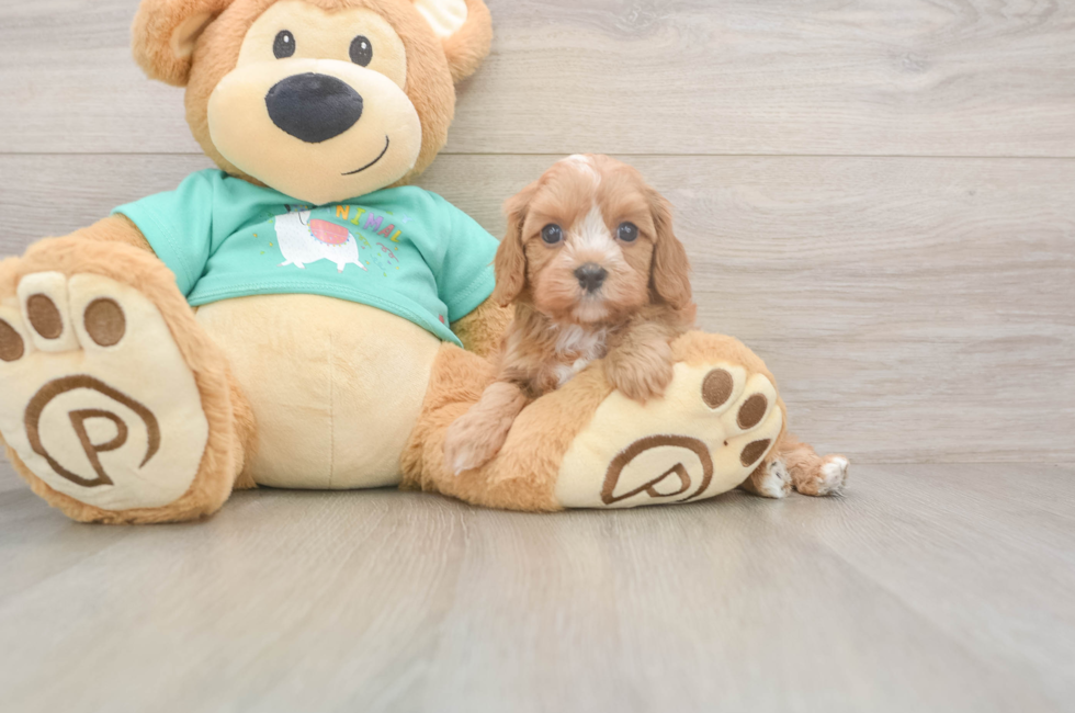 5 week old Cavapoo Puppy For Sale - Pilesgrove Pups