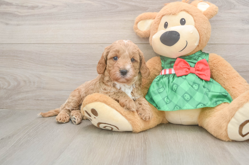 5 week old Cavapoo Puppy For Sale - Pilesgrove Pups