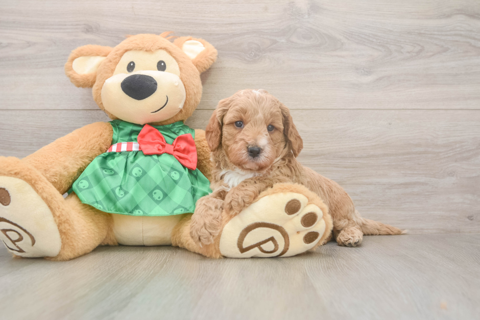Best Cavapoo Baby