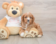 7 week old Cavapoo Puppy For Sale - Pilesgrove Pups