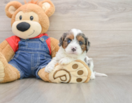 8 week old Cavapoo Puppy For Sale - Pilesgrove Pups