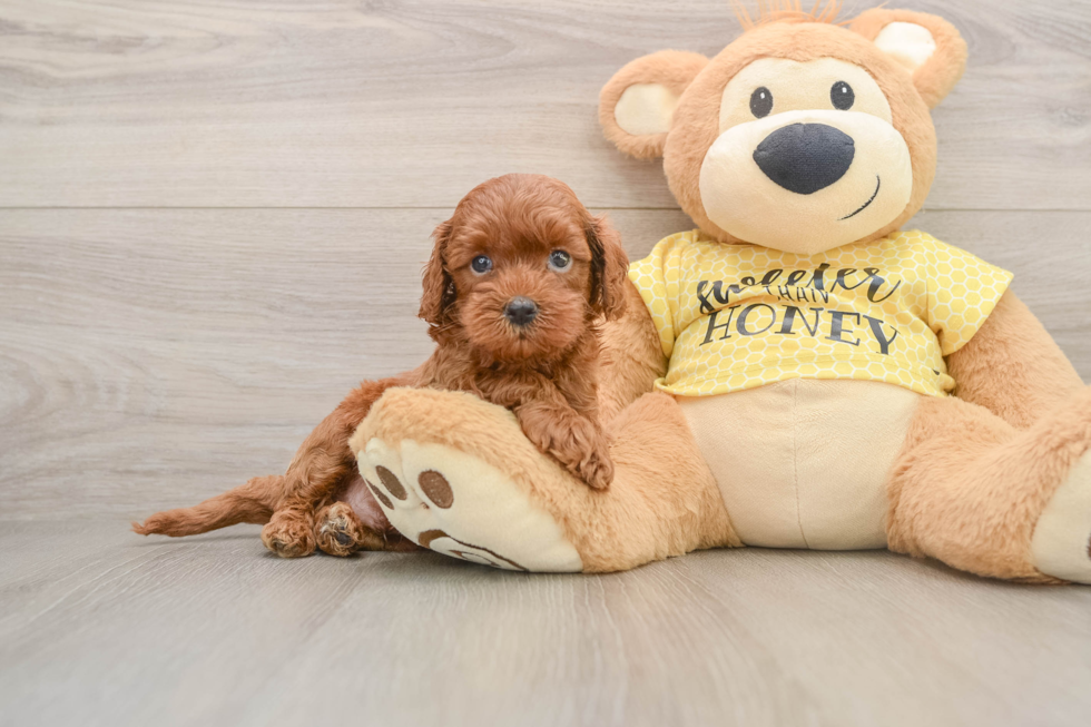 Fluffy Cavapoo Poodle Mix Pup