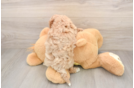Cavapoo Pup Being Cute