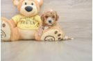 Cavapoo Pup Being Cute