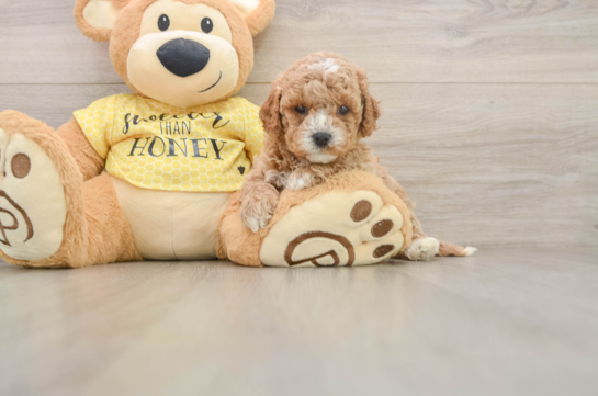 Cavapoo Pup Being Cute