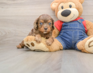 7 week old Cavapoo Puppy For Sale - Pilesgrove Pups
