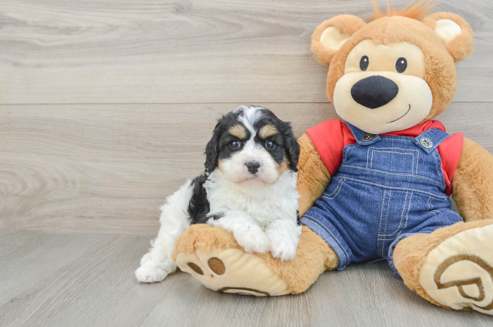 6 week old Cavapoo Puppy For Sale - Pilesgrove Pups