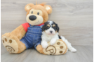 Cavapoo Pup Being Cute