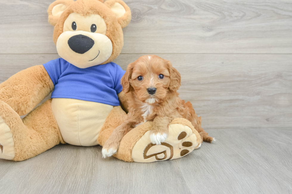 6 week old Cavapoo Puppy For Sale - Pilesgrove Pups