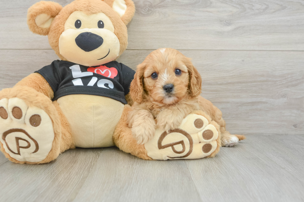 7 week old Cavapoo Puppy For Sale - Pilesgrove Pups