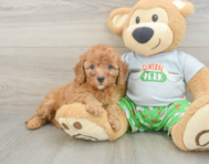 8 week old Cavapoo Puppy For Sale - Pilesgrove Pups