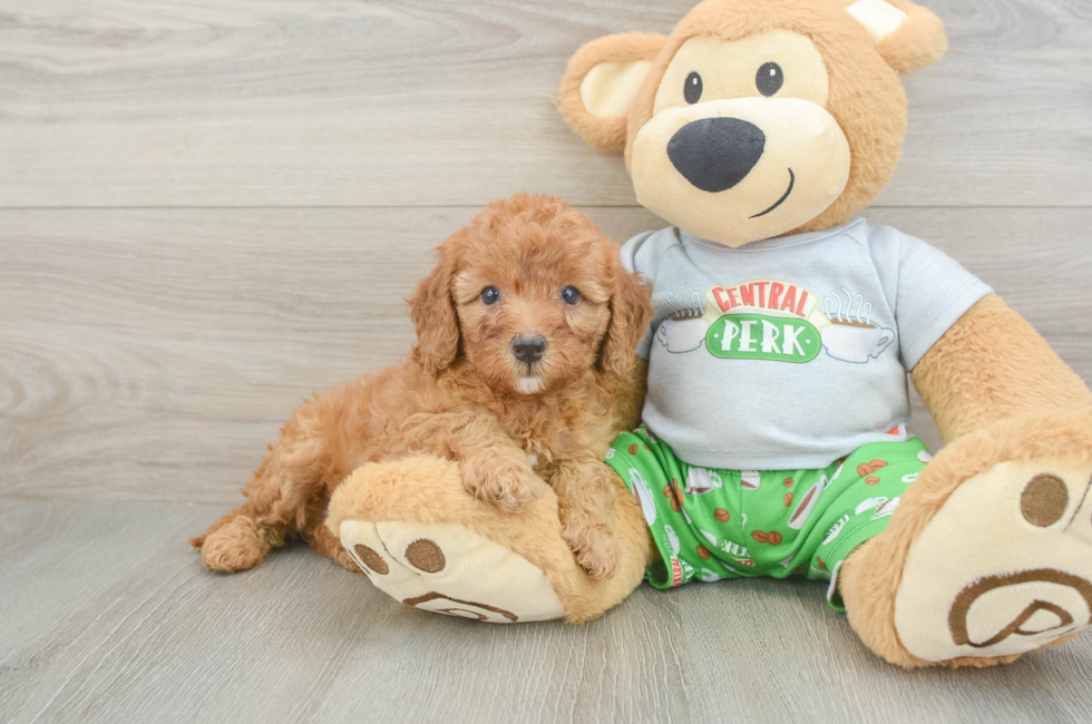 6 week old Cavapoo Puppy For Sale - Pilesgrove Pups