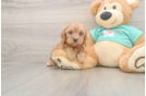 Cavapoo Puppy for Adoption