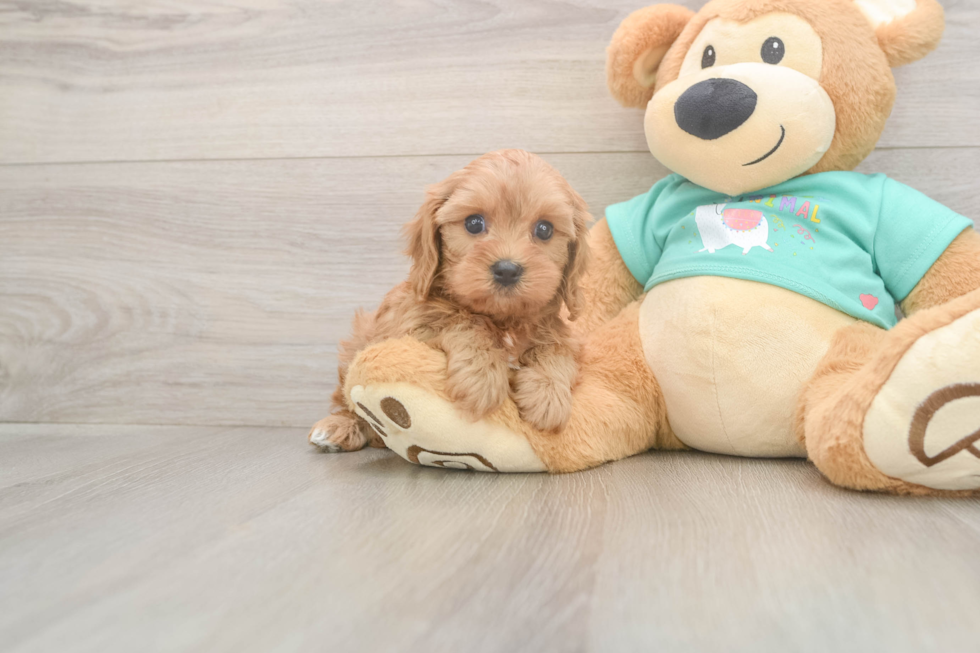 Cavapoo Puppy for Adoption