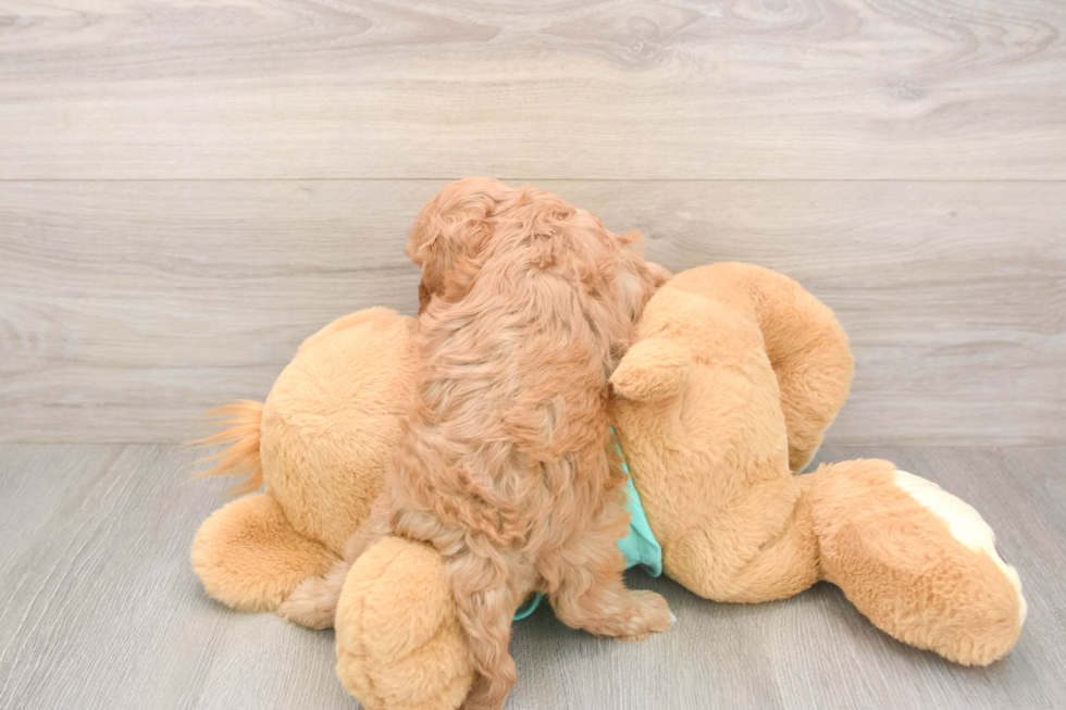 Cavapoo Puppy for Adoption