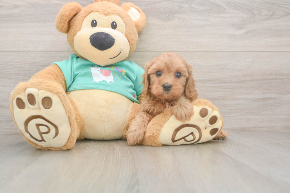 Adorable Cavalier King Charles Spaniel and Poodle Mix Poodle Mix Puppy