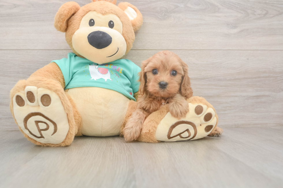 5 week old Cavapoo Puppy For Sale - Pilesgrove Pups