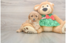 Playful Cavapoodle Poodle Mix Puppy