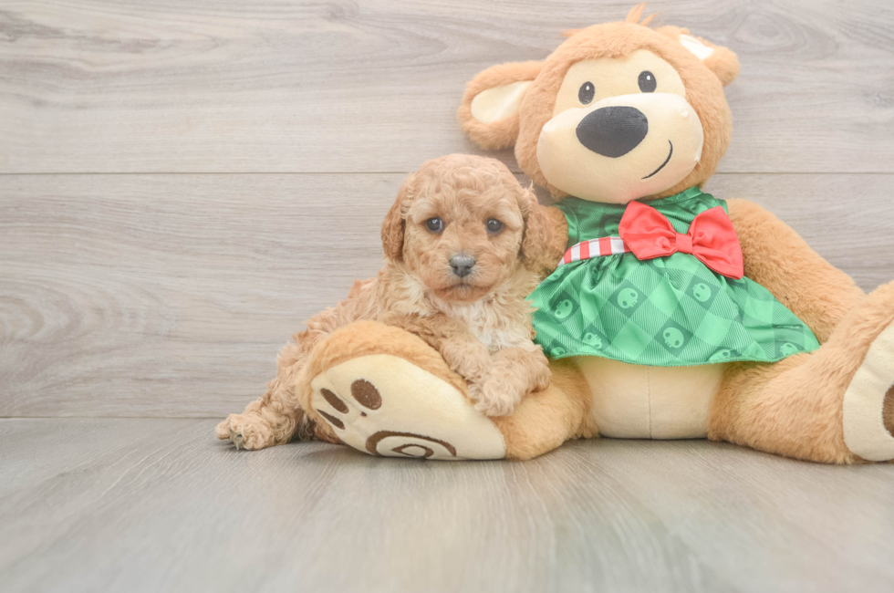 5 week old Cavapoo Puppy For Sale - Pilesgrove Pups