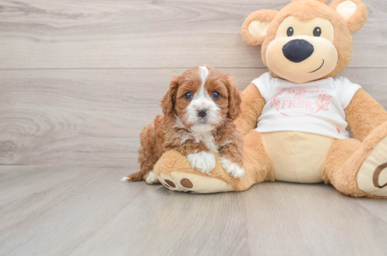 Sweet Cavapoo Baby