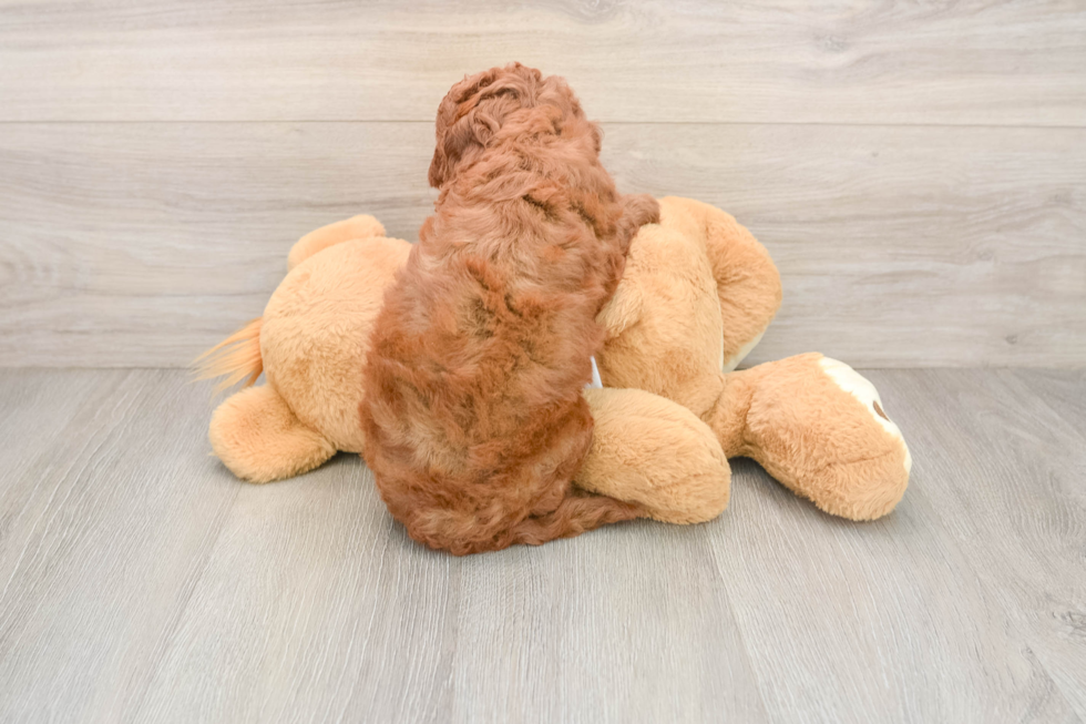 Smart Cavapoo Poodle Mix Pup