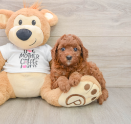 7 week old Cavapoo Puppy For Sale - Pilesgrove Pups