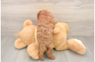 Cavapoo Puppy for Adoption