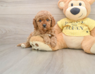 8 week old Cavapoo Puppy For Sale - Pilesgrove Pups