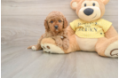 Cavapoo Pup Being Cute