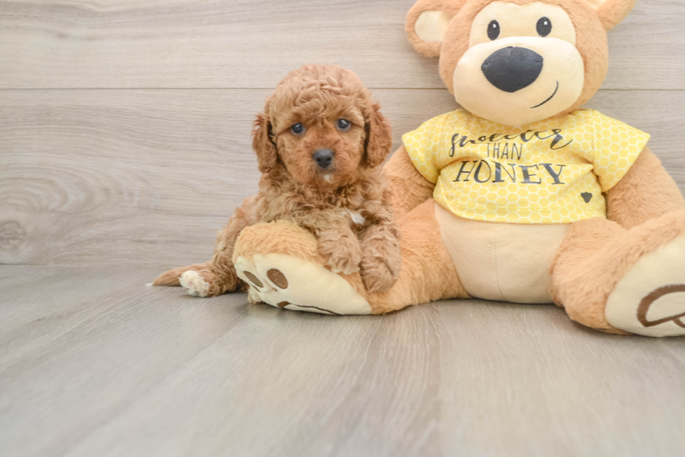 Cavapoo Pup Being Cute