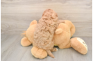Cavapoo Pup Being Cute