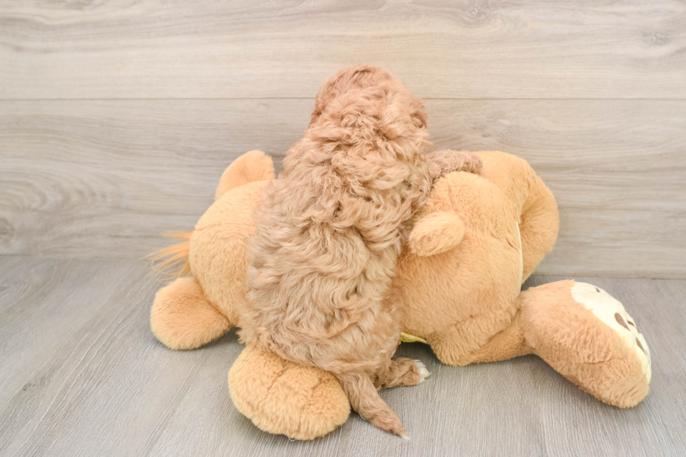 Cavapoo Pup Being Cute