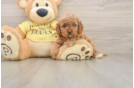 Little Cavipoo Poodle Mix Puppy