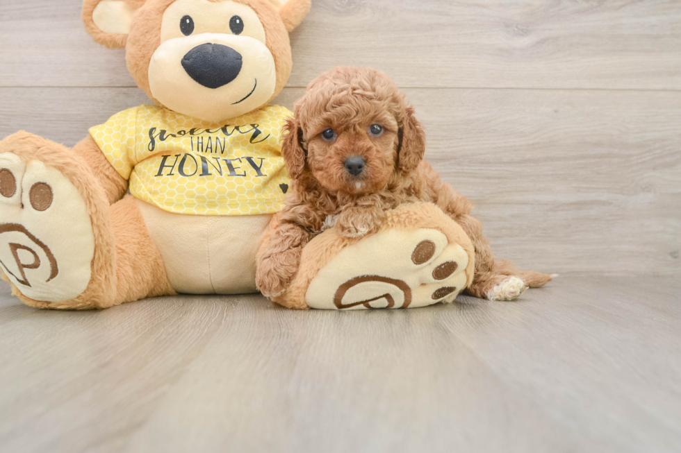 Little Cavipoo Poodle Mix Puppy