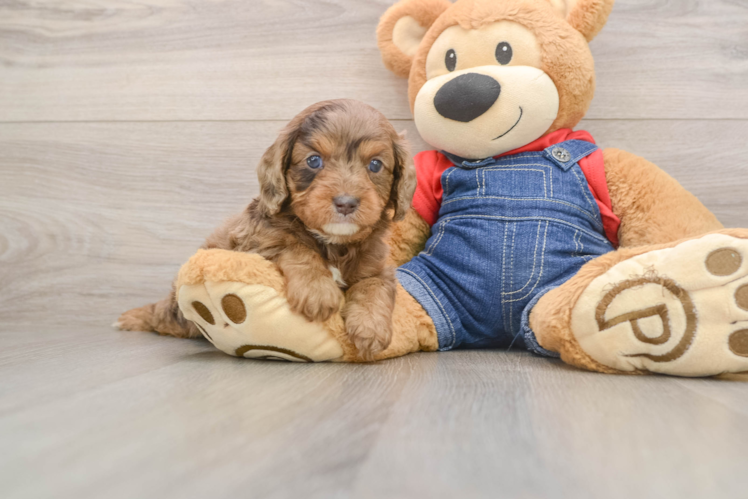 Sweet Cavapoo Baby